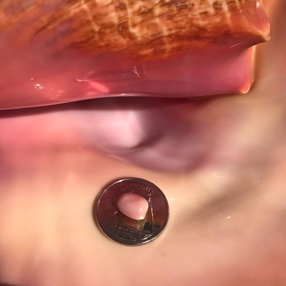 Conch Pearls - Picture 2 of 6